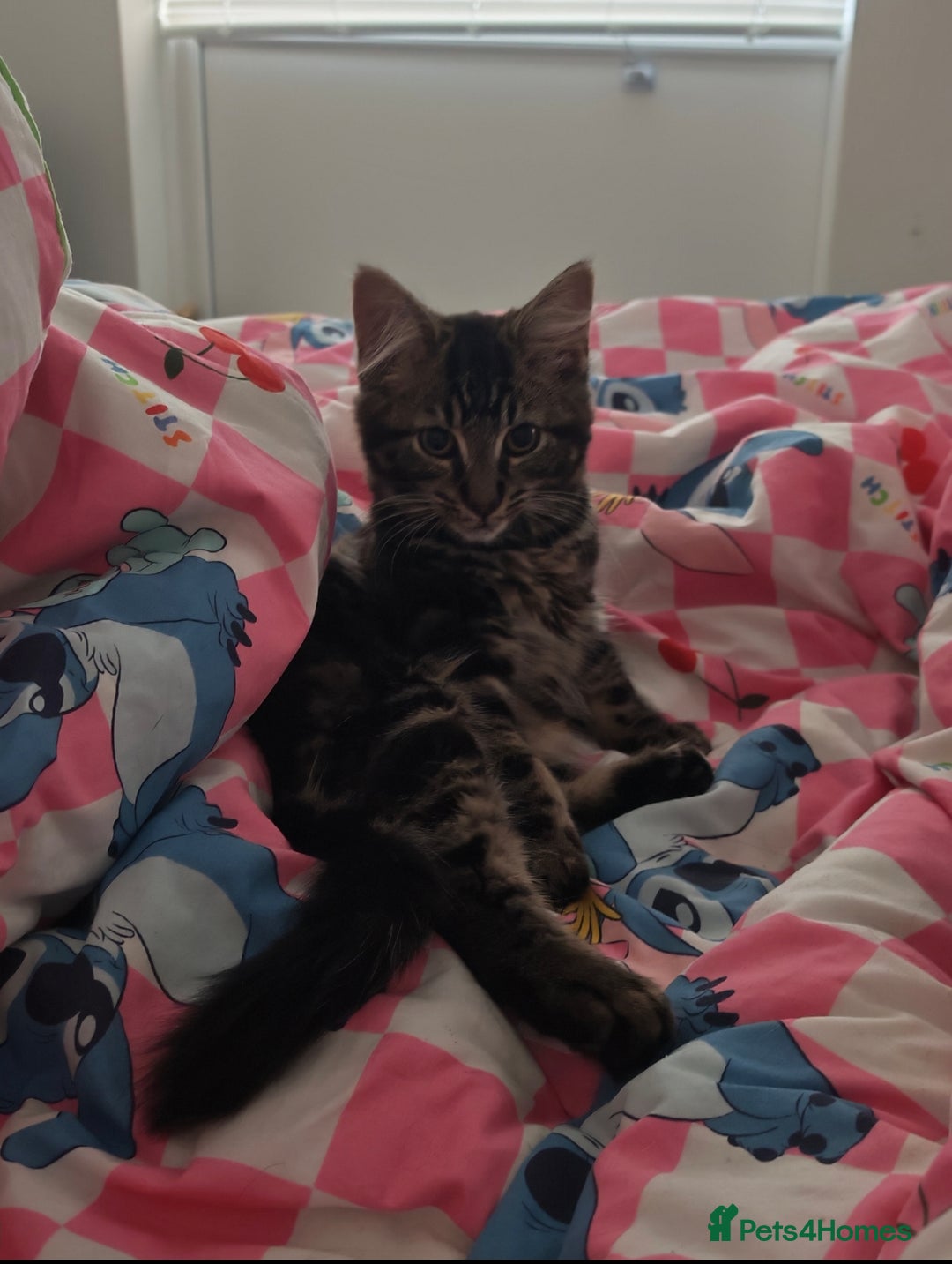 Maine Coon cats for sale: Maine coone x - Image 1