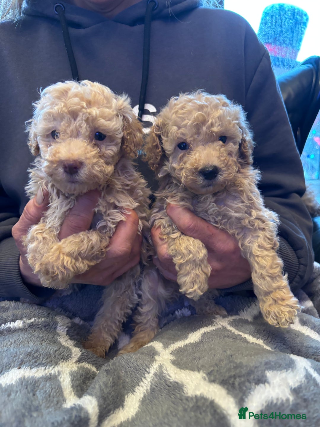 Miniature Poodle dogs for sale: Beautiful miniature cream poodles - Advert 8