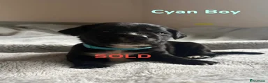 Cockerdor Puppy - Cyan