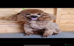 Cavapoo dogs for sale: FULLY HEALTH TESTED RED AND GOLD F1B CAVAPOOS - Image 9