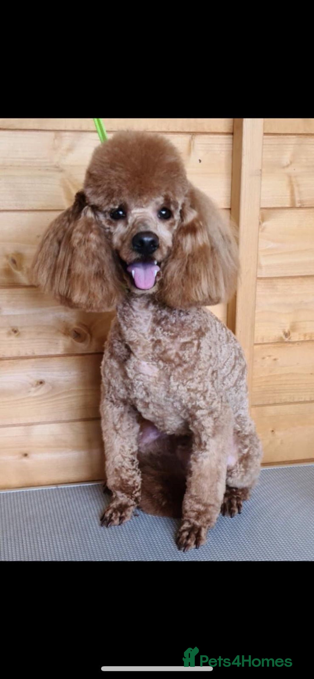 Cavapoo dogs for sale: FULLY HEALTH TESTED RED AND GOLD F1B CAVAPOOS - Image 9