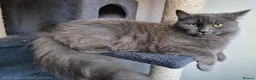 Russian Blue cats for sale: Beautiful Female Longhaired Russian Blue - Advert 3