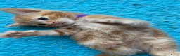 Mixed Breed cats for sale: Ready to go 4 ginger boy 1 tabby girl - Advert 12