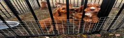 Cocker Spaniel dogs for sale: KC registered cockerspaniel puppies - Advert 10
