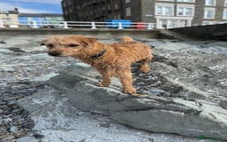 Mixed Breed dogs for sale: Lakeland/Border Terrier for sale - Image 5