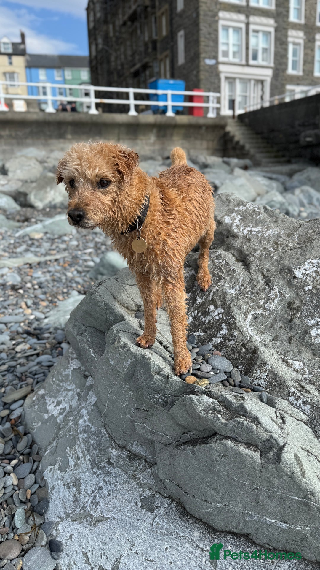 Mixed Breed dogs for sale: Lakeland/Border Terrier for sale - Image 5