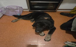 Mixed Breed dogs for sale: Albert - Advert 1