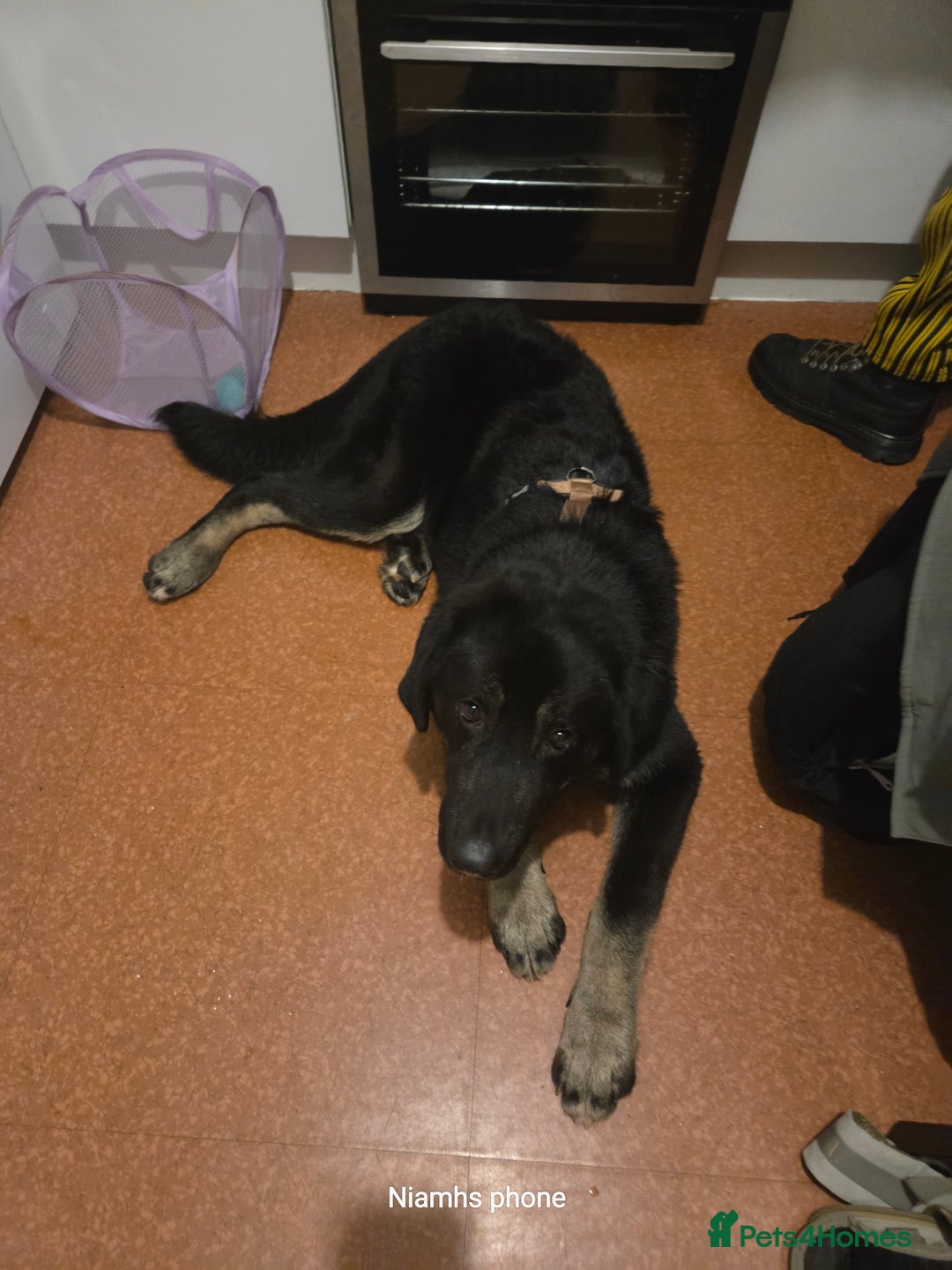 Mixed Breed dogs for sale: Albert - Advert 1