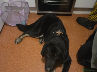 Mixed Breed dogs Albert - Advert 2