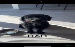 Cockapoo dogs for sale: Cockapoo puppies  - Image 12