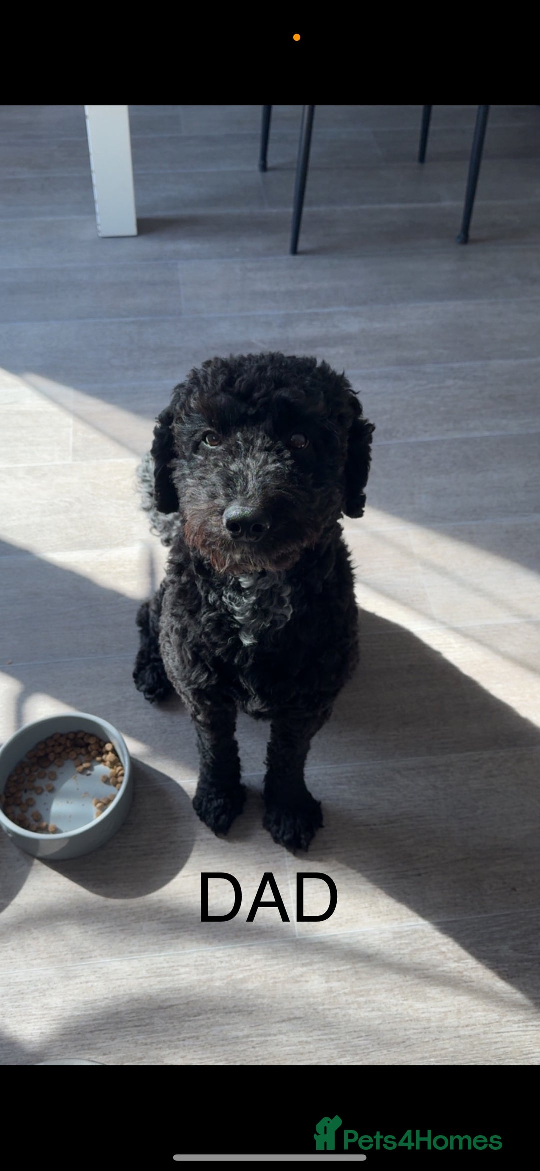 Cockapoo dogs for sale: Cockapoo puppies  - Image 12