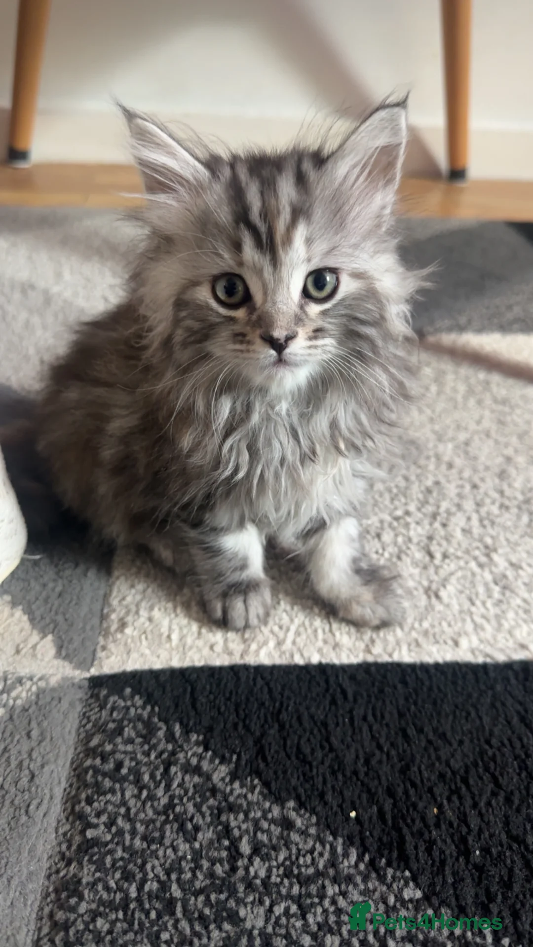 Mixed Breed cats for sale: Maine coon x chinchilla Persian kitten - Advert 11