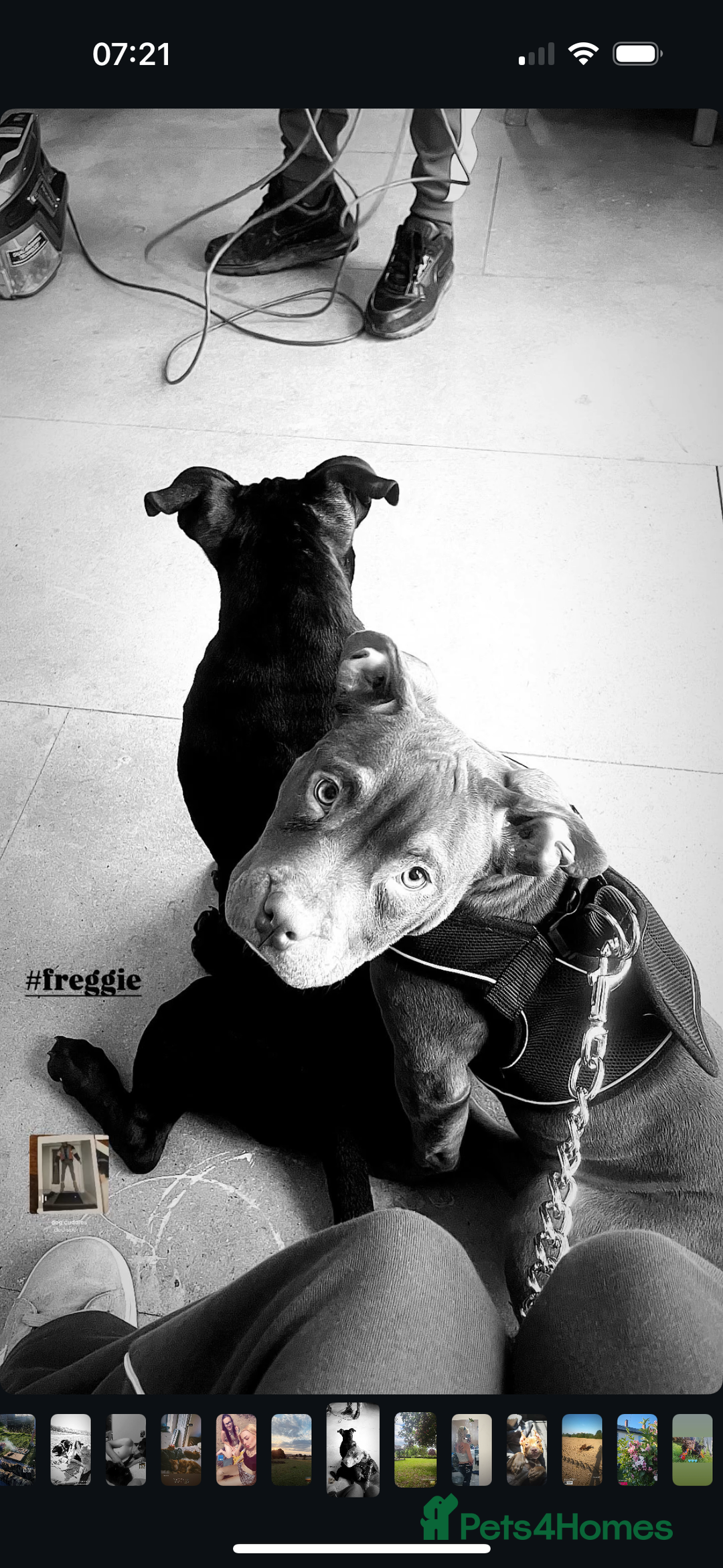 Mixed Breed dogs for sale: pure male pocket bully  - Image 3