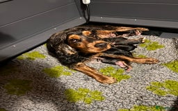 Cocker Spaniel dogs for sale: Lovable Show Cocker Spaniel Puppies 🐾💕 - Image 1