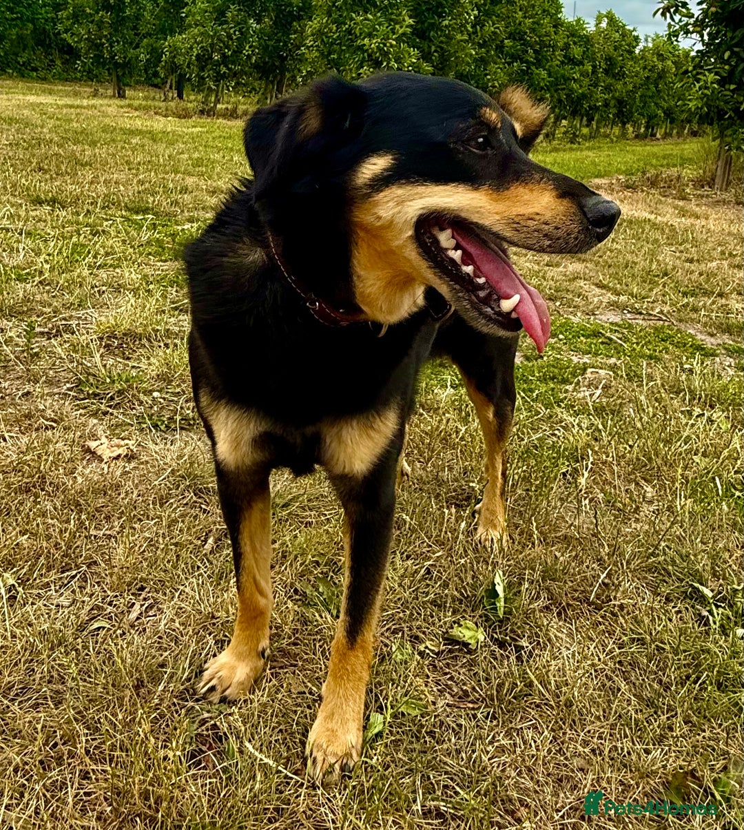 German Shepherd dogs for adoption: Gatto  in West Malling - Image 5