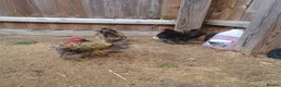 Chickens poultry for sale: Serama chickens in Bedford - Advert 9