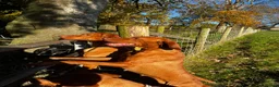 Hungarian Vizsla dogs for sale: Beautiful KC Registered Hungarian Vizsla puppies  in Blackburn - Advert 14