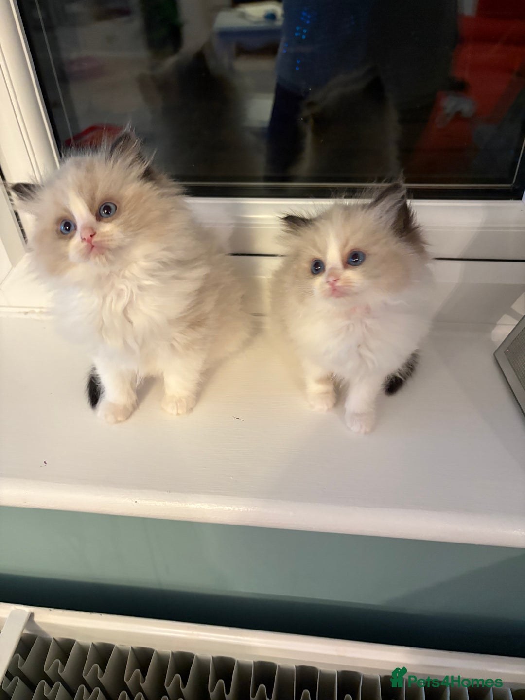 Ragdoll cats for sale: Genuine Ragdoll kittens from pedigree parents.  - Advert 7
