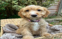 Cockapoo dogs for sale: Cockapoo Puppies 🩷🩷 - Image 2