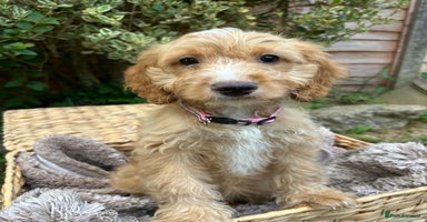 Cockapoo dogs - Advert 16