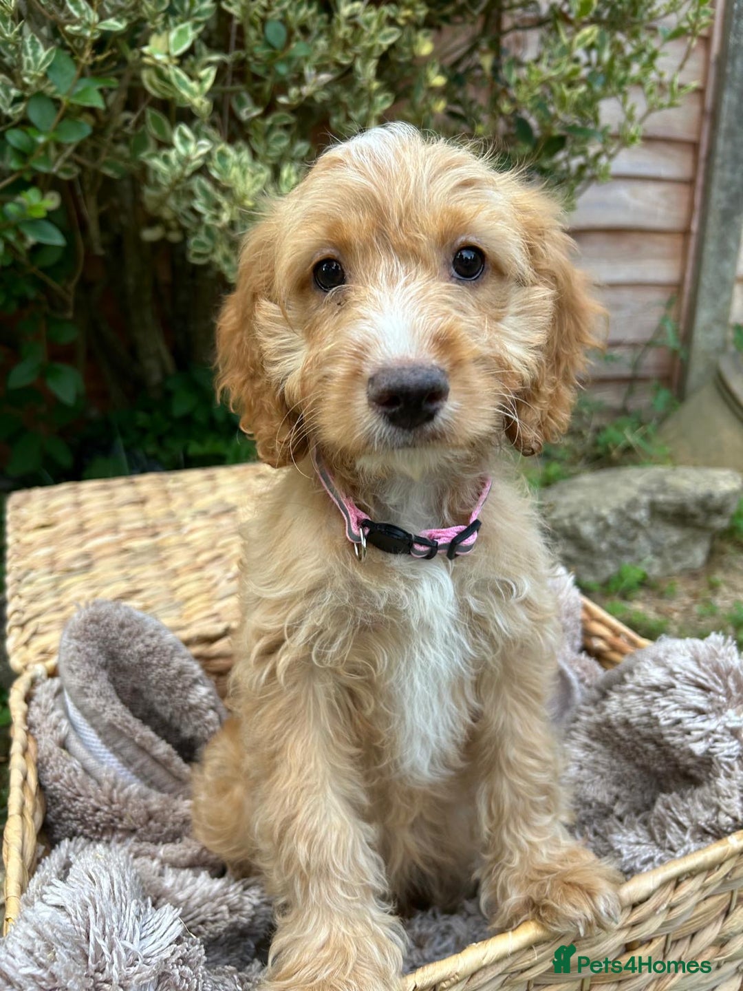Cockapoo dogs for sale: Cockapoo Puppies 🩷🩷 - Image 2