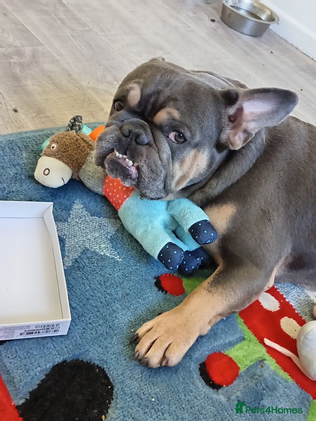 French Bulldog dogs for stud: Teddy Bear  - Advert 7