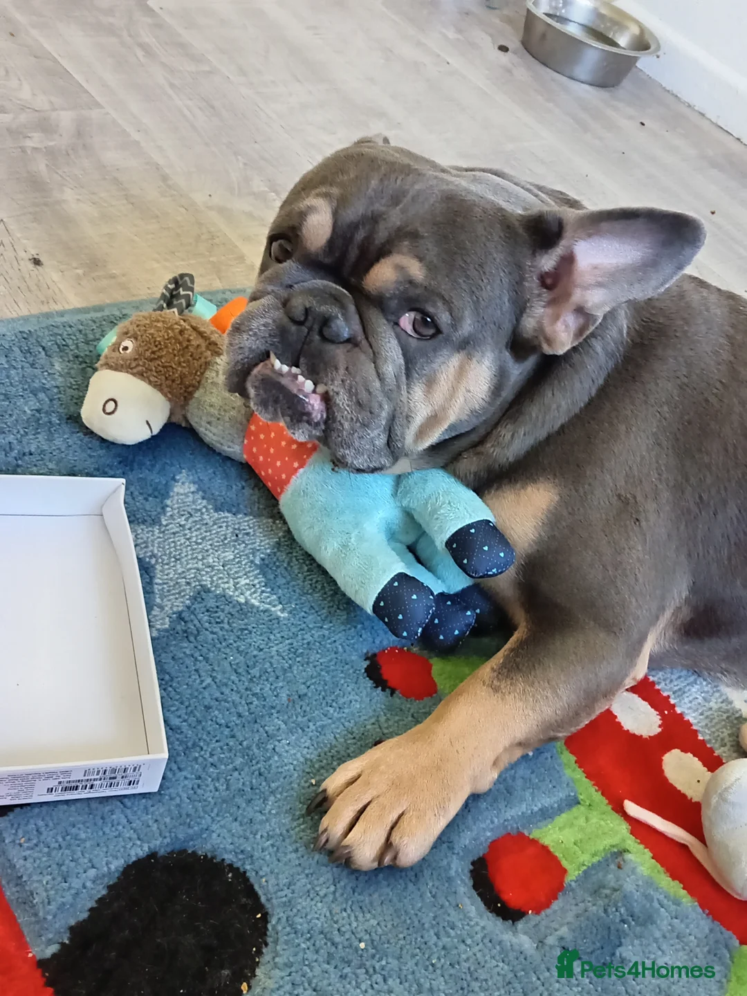 French Bulldog dogs for stud: Teddy Bear  - Advert 7