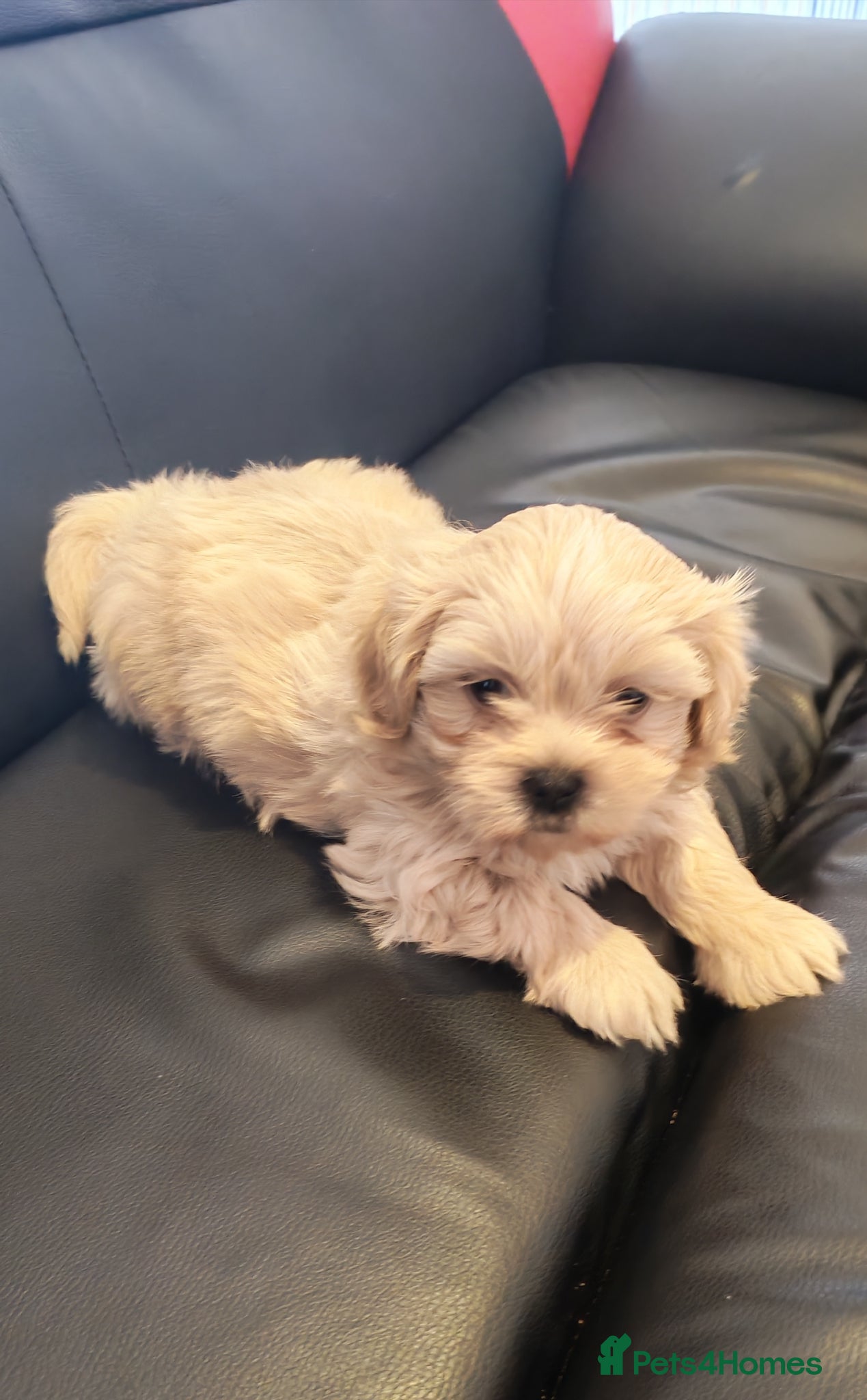 Shichon dogs Adorable Shichon puppies for sale- Teddy bear dogs - Advert 1