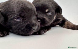Mixed Breed dogs for sale: Floodle  - Image 17