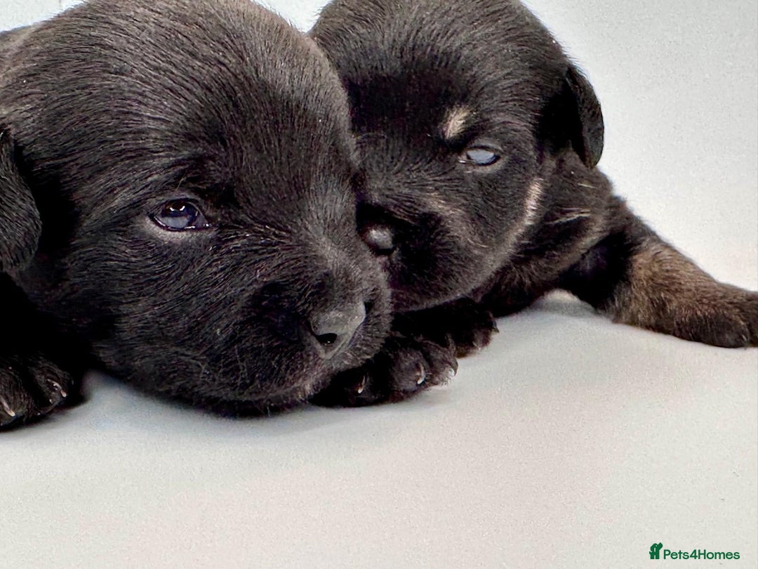 Mixed Breed dogs for sale: Floodle  - Image 17