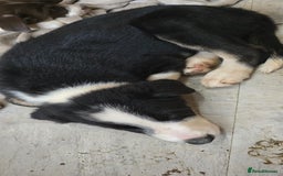 Border Collie dogs for sale: 9 border collie pups  - Image 24
