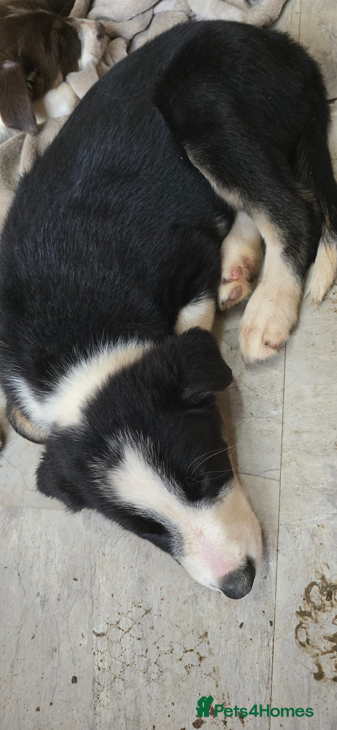 Border Collie dogs for sale: 9 border collie pups  - Image 24