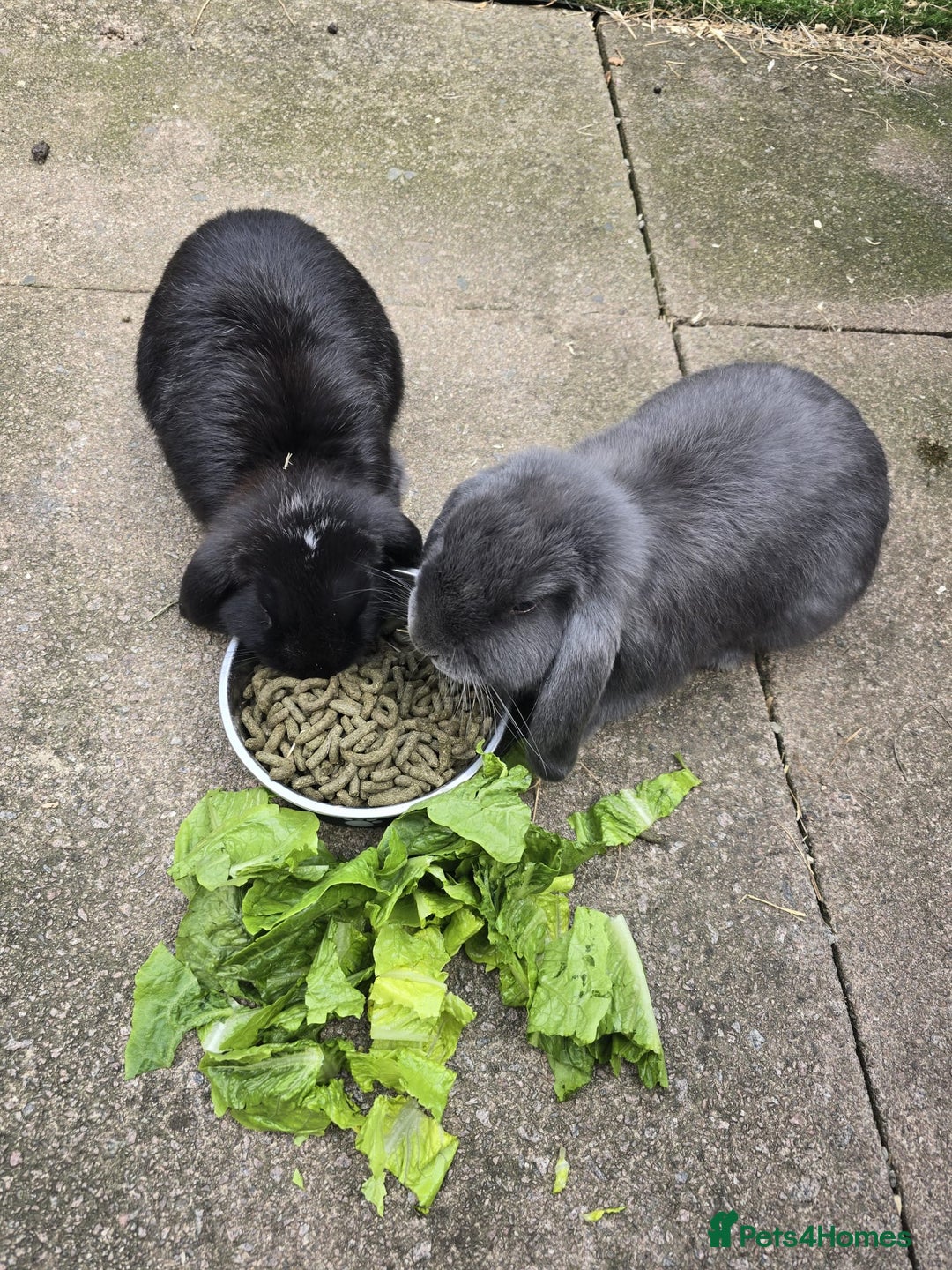 Mini Lop rabbits for sale: Two mini lop rabbits from different litter  - Image 2