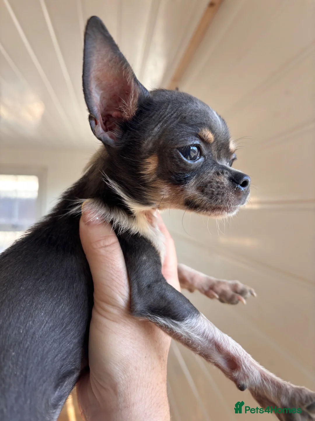 Chihuahua dogs for sale: Very tiny chihuahua - Advert 5