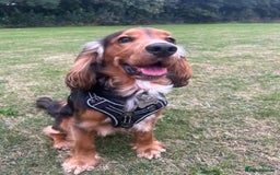 Cocker Spaniel dogs for stud: Cocker Spaniel Shower Sable  - Advert 3