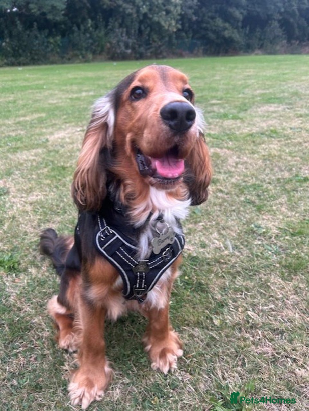 Cocker Spaniel dogs for stud: Cocker Spaniel Shower Sable  - Advert 3