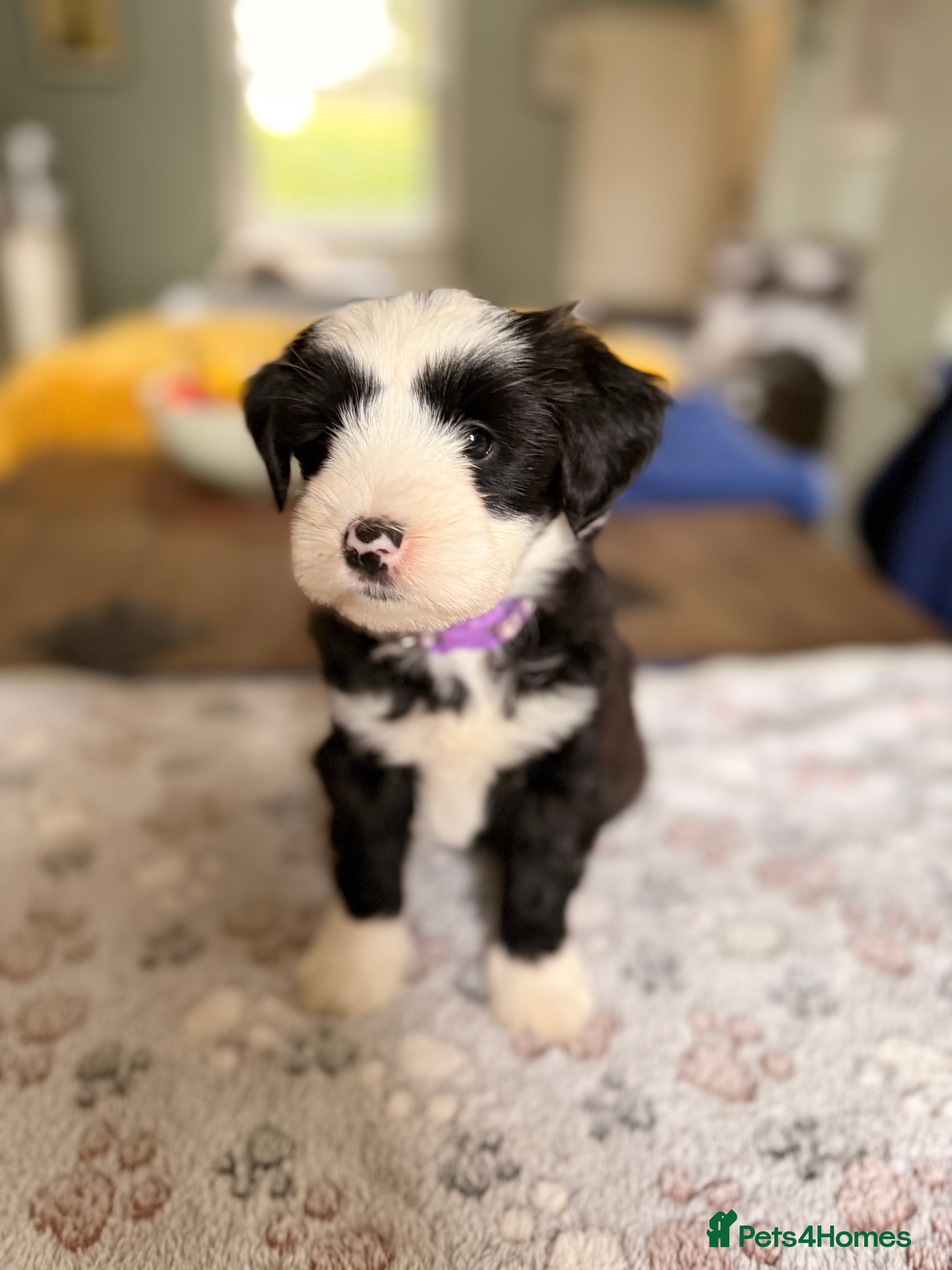 Tibetan Terrier dogs Tibetan Terrier Pup Boy - Advert 1