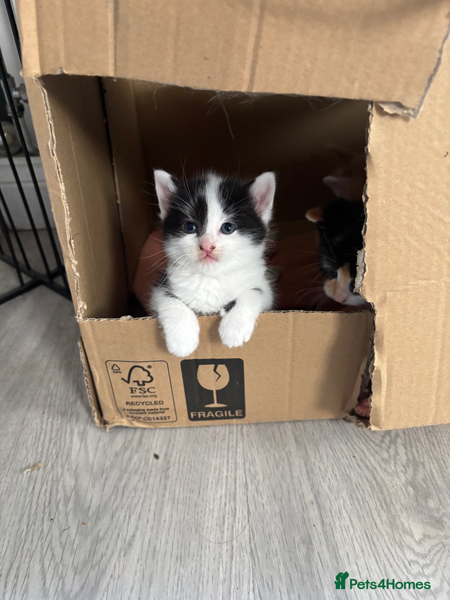 Mixed Breed cats 4 mixed breed kittens 2 female & 2 male - Advert 1