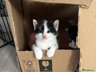 Mixed Breed cats 4 mixed breed kittens 2 female & 2 male - Advert 1