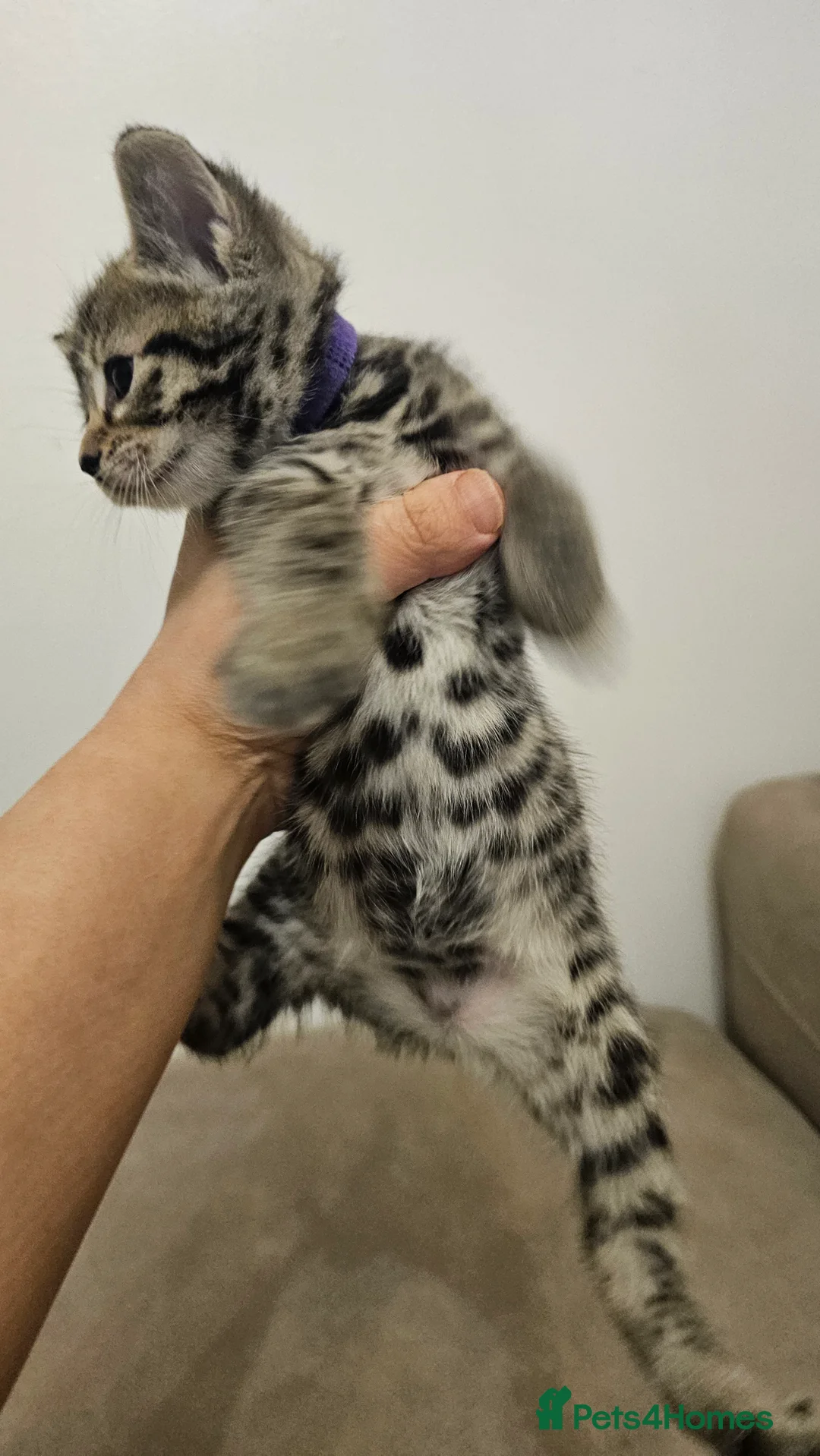 Bengal cats for sale: Bengal kittens - Advert 26