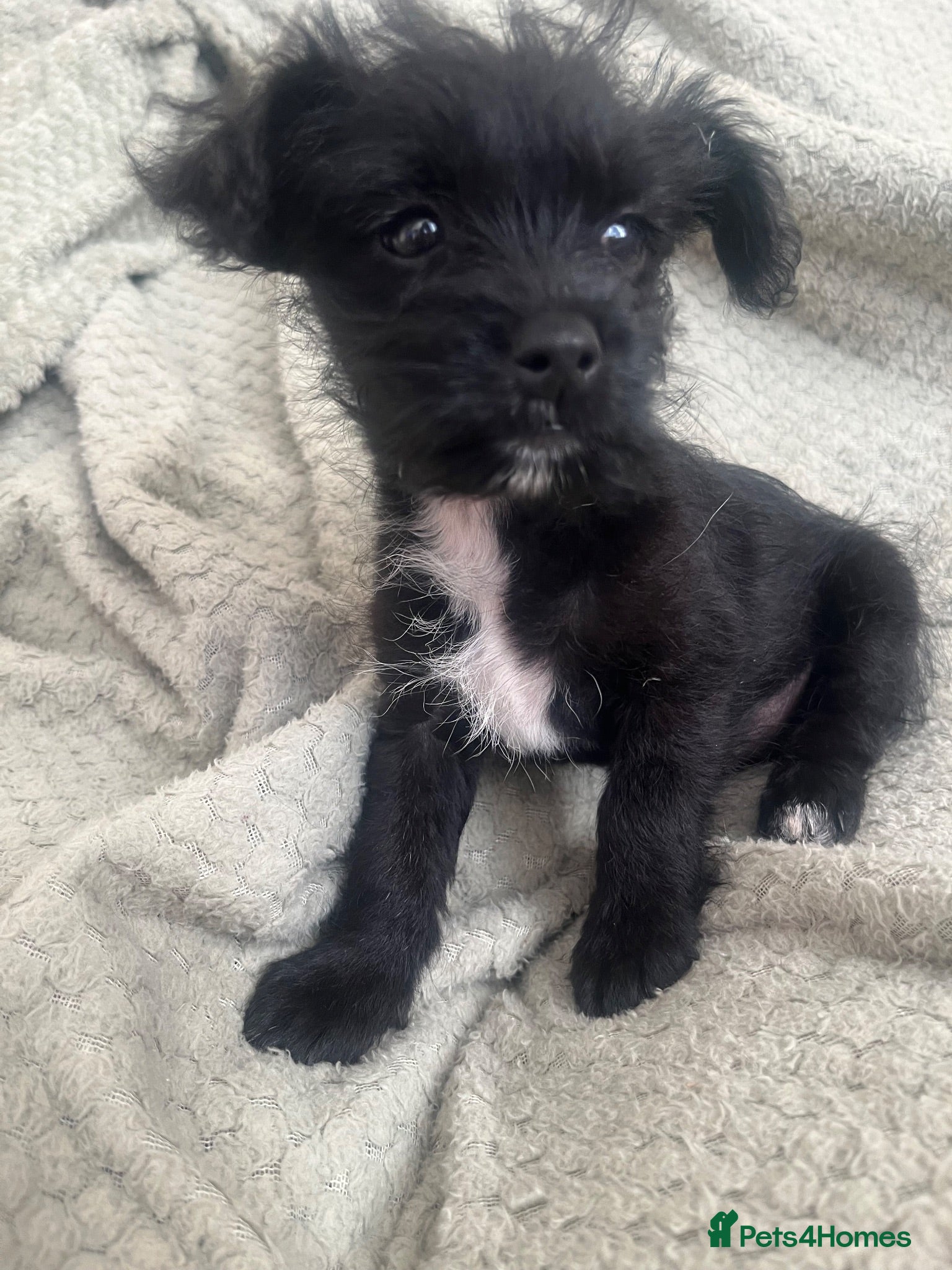 Mixed Breed dogs 2 chihuahua x patterdale girls for sale - Advert 9