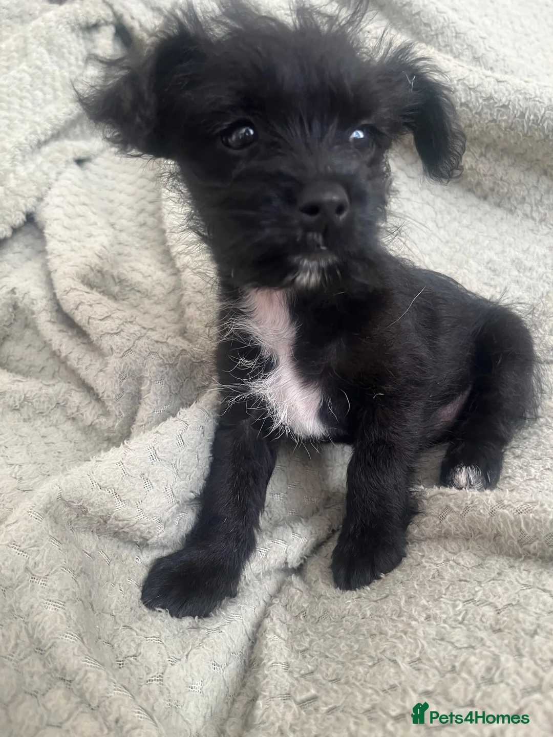 Mixed Breed dogs for sale: 2 chihuahua x patterdale girls for sale in Bedworth - Advert 1