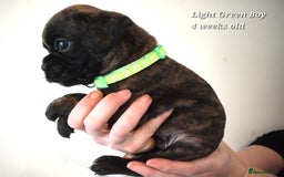 Boxer dogs for sale: 9 Beautiful Boxer Pups - Available from 22/12/2025 - Advert 3