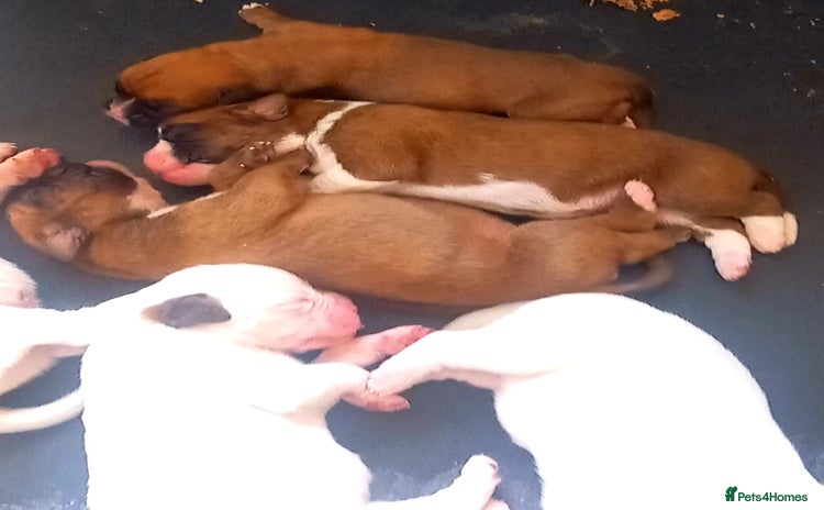 Boxer dogs - Advert 2