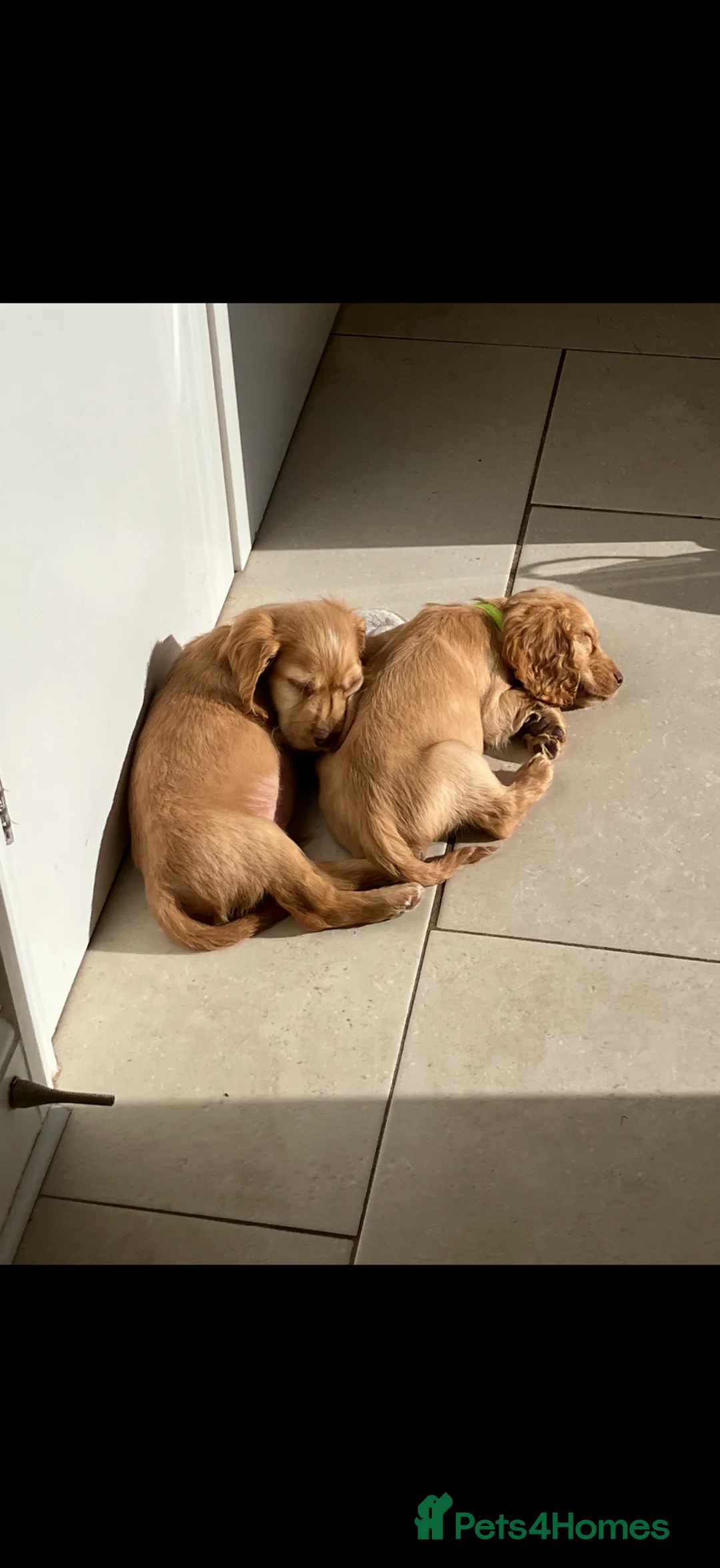 Cocker Spaniel dogs for sale: 2 BOYS LEFT Lemon And Red Cocker Spaniel Pups in Poole - Advert 1