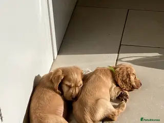 Cocker Spaniel dogs 2 BOYS LEFT Lemon And Red Cocker Spaniel Pups - Advert 16