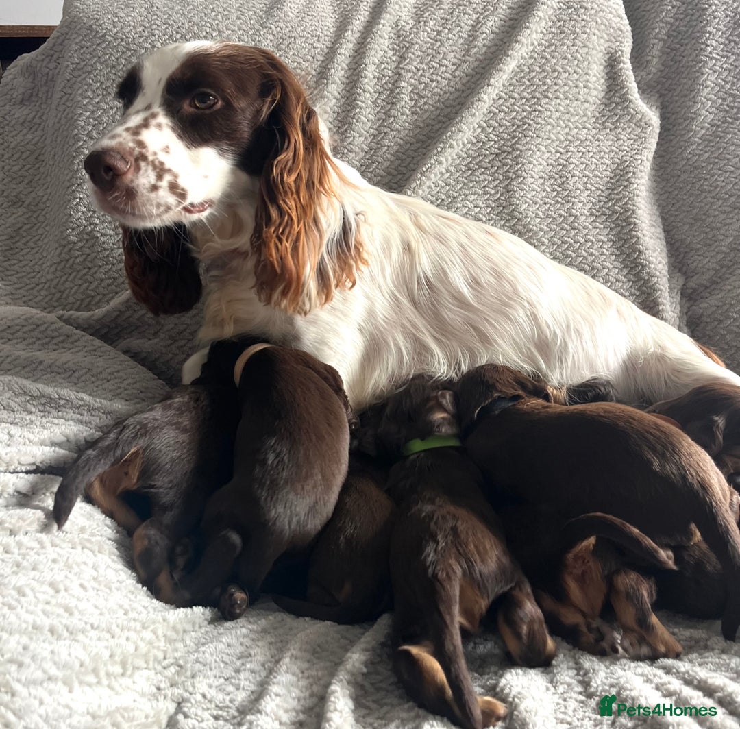 Cocker Spaniel dogs for sale: Extensively Health tested/KC REG Cocker Puppies - Image 3