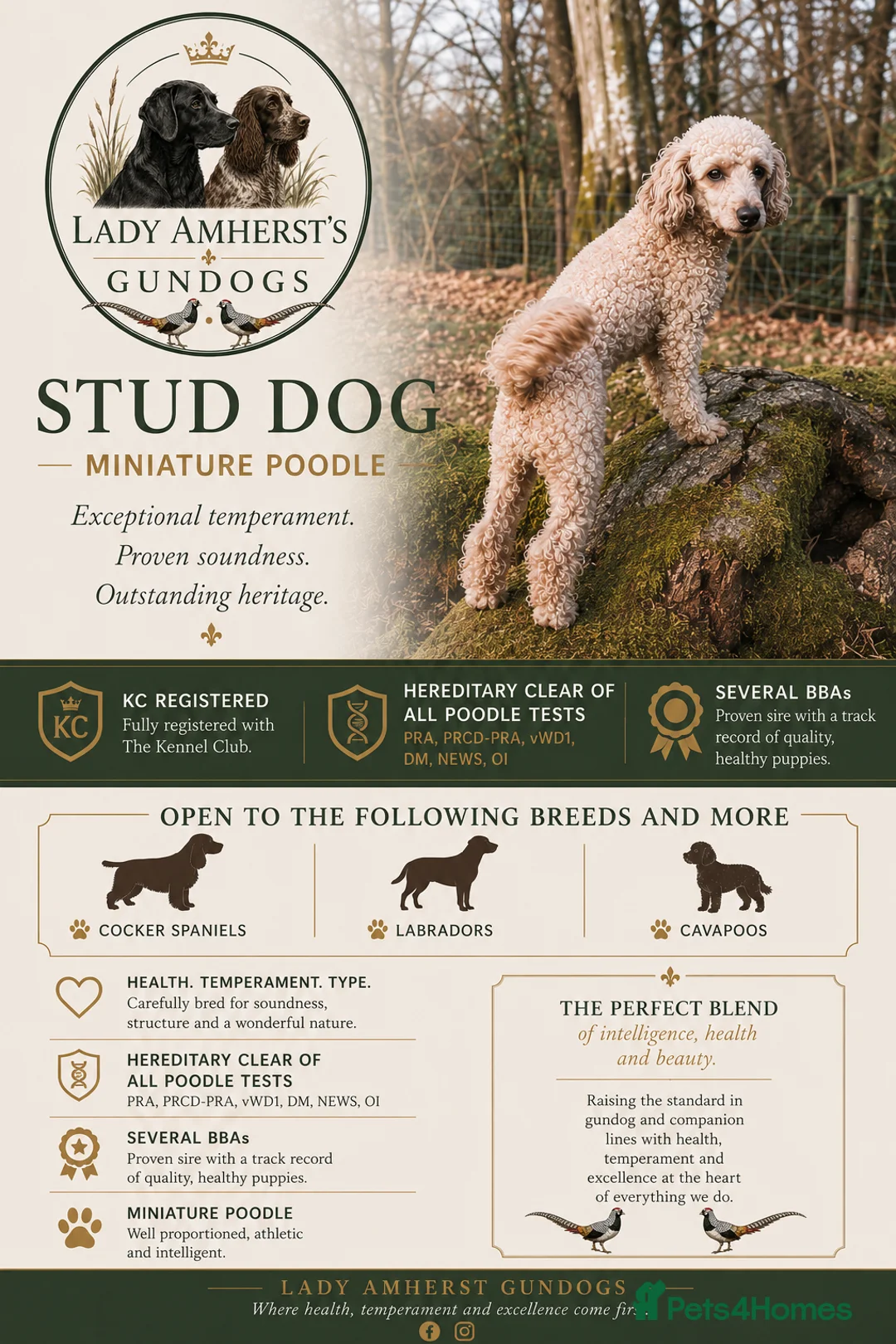 Miniature Poodle dogs for stud: BVA ✅ KC ✅Red ✅Poodle 13” - Advert 1