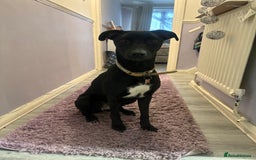Mixed Breed dogs for sale: Rehoming my beautiful Luna  - Image 1