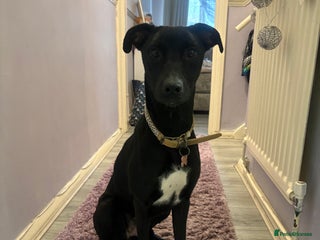 Mixed Breed dogs - Advert 21